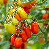 Paradajka Eduardo F1 - Solanum lycopersicum - semená paradajky - 6 ks Paradajka Eduardo F1 - Solanum lycopersicum - semená paradajky - 6 ks
