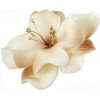 Magnólia krémovo-čokoládová Magnólia krémovo-čokoládová