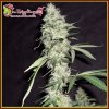 Dr. Krippling Seeds - Sonic Bloom Auto 1 ks - Semená neobsahujú THC Dr. Krippling Seeds - Sonic Bloom Auto 1 ks - Semená neobsahujú THC