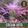 Blimburn Seeds - Cream Auto 6 ks - semená neobsahujú THC Blimburn Seeds - Cream Auto 6 ks - semená neobsahujú THC