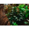 Bucephalandra sp. Needle Leaf