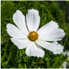 Krasuľka perovitá Cosmini White - Cosmos bipinnatus - predaj semien - 20 ks Krasuľka perovitá Cosmini White - Cosmos bipinnatus - predaj semien - 20 ks