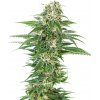 Sensi Seeds Cannabis Seeds Early Skunk Automatic® Feminized, 3-10 ks 10 ks Sensi Seeds Cannabis Seeds Early Skunk Automatic® Feminized, 3-10 ks 10 ks