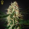 Green House Seed - Arjan´s Haze #3 3 ks - Semená neobsahujú THC Green House Seed - Arjan´s Haze #3 3 ks - Semená neobsahujú THC