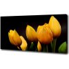 Foto obraz na plátne Žlté tulipány 100x50 cm Foto obraz na plátne Žlté tulipány 100x50 cm