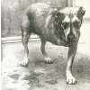 Alice In Chains - Alice In Chains (30th Anniversary Edition) (Reissue) (Yellow Neon Coloured) (2 LP) Alice In Chains - Alice In Chains (30th Anniversary Edition) (Reissue) (Yellow Neon Coloured) (2 LP)