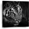 Sablio Obraz Čierno-biely tiger - 50x50 cm Sablio Obraz Čierno-biely tiger - 50x50 cm