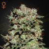 Green House Seed - Kalashnikova 5 ks - semená neobsahujú THC Green House Seed - Kalashnikova 5 ks - semená neobsahujú THC
