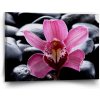 Sablio Obraz Ružová orchidea - 90x60 cm Sablio Obraz Ružová orchidea - 90x60 cm