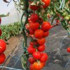 Paradajka kolíková Uragan F1 hybridná - Solanum lycopersicum - semená rajčiaka - 30 ks Paradajka kolíková Uragan F1 hybridná - Solanum lycopersicum - semená rajčiaka - 30 ks