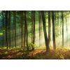 IMPOL TRADE 14578V8 Vliesové fototapety svitanie v lese rozmer 368 cm x 254 cm