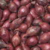 BIO Cibuľa Red Baron - Allium cepa - semená cibule - 100 ks BIO Cibuľa Red Baron - Allium cepa - semená cibule - 100 ks
