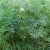 Kôpor voňavý - Anethum graveolens - semená kôpra - 500 ks Kôpor voňavý - Anethum graveolens - semená kôpra - 500 ks