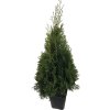 Tuja západná FloraSelf Thuja occidentalis 'Smaragd' výška 60-80 cm v click kvetináči Tuja západná FloraSelf Thuja occidentalis 'Smaragd' výška 60-80 cm v click kvetináči
