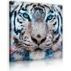 Obraz na plátne štvorec - OB2015 - Tiger 80cm x 80cm - O2