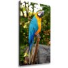 Vertikálny foto obraz na plátne do obývačky Papagáj Ara 50x100 cm Vertikálny foto obraz na plátne do obývačky Papagáj Ara 50x100 cm