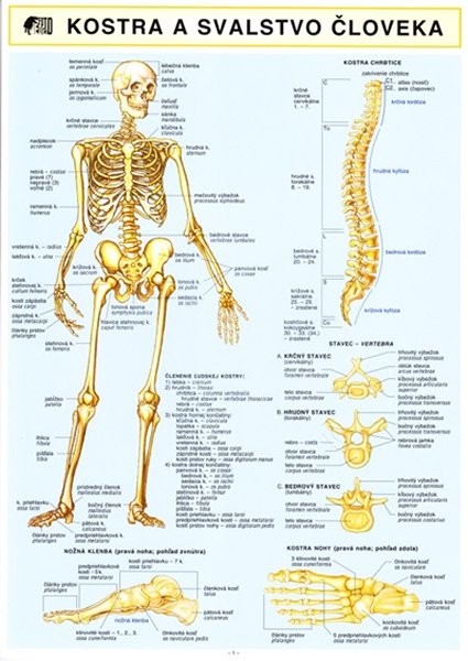 Kostra a svalstvo človeka A4