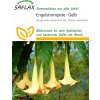 Saflax Anjelská trúba žltá - 10 zŕn Saflax Anjelská trúba žltá - 10 zŕn