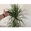 PlanBros flower Dracaena marginata 3 kmene 120 cm PlanBros flower Dracaena marginata 3 kmene 120 cm