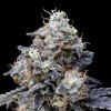 DNA Genetics - Macmelon Auto 10 ks - semená neobsahujú THC DNA Genetics - Macmelon Auto 10 ks - semená neobsahujú THC