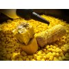 LK Baits Kukuričné Pelety Corn Pellets 1kg, 8mm LK Baits Kukuričné Pelety Corn Pellets 1kg, 8mm