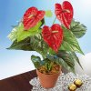 Die moderne Hausfrau Die moderne Hausfrau Umelý kvet - Anthurium / Flamingo Die moderne Hausfrau Die moderne Hausfrau Umelý kvet - Anthurium / Flamingo