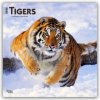 Tigers - Tiger 2026 - 16-Monatskalender Tigers - Tiger 2026 - 16-Monatskalender