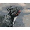 ZUTY Maľovanie podľa čísel DÍVAJÚCI SA FRANCÚZSKY BULDOČEK Rámovanie bez rámu a bez vypnutia plátna Rozmer 80 x 100 cm