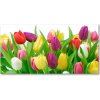 Foto-obraz fotografie na skle farebné tulipány 100x50 cm Foto-obraz fotografie na skle farebné tulipány 100x50 cm