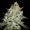 Delicious Seeds - Lemon Gazzy 3 ks - semená neobsahujú THC Delicious Seeds - Lemon Gazzy 3 ks - semená neobsahujú THC