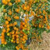Paradajka Perlino žltá F1 - Solanum lycopersicum - predaj semien - 6 ks Paradajka Perlino žltá F1 - Solanum lycopersicum - predaj semien - 6 ks