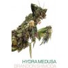 Hydra Medusa Hydra Medusa