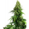 Sensi Seeds Semená kanabisu Honey Melon Kush Automatic Feminized, 3-10 ks 10 ks Sensi Seeds Semená kanabisu Honey Melon Kush Automatic Feminized, 3-10 ks 10 ks
