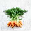 Bio Mrkva Chantenay - Daucus carota - bio semená mrkvy - 350 ks
