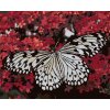 zuty Zuty - Maľovanie Podľa Čísel - Biely Motýľ A Červené Kvety, 80X100 Cm, Plátno+Rám (8596530093596) zuty Zuty - Maľovanie Podľa Čísel - Biely Motýľ A Červené Kvety, 80X100 Cm, Plátno+Rám (8596530093596)