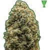 Monster Genetics - Monster Bruce Banner 3 ks - Semená neobsahujú THC. Monster Genetics - Monster Bruce Banner 3 ks - Semená neobsahujú THC.