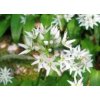 Medvedí Cesnak Vňať 1kg (Allium ursinum) Medvedí Cesnak Vňať 1kg (Allium ursinum)