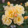 Kordes Roses Pnúca ruža Kordes 'Sunny Siluetta®' 2l kontajner Kordes Roses Pnúca ruža Kordes 'Sunny Siluetta®' 2l kontajner