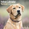 Labrador Retriever Yellow Square Dog Breed Wall 16 Month 2026