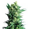 Sensi Seeds Shiva Shanti II regular semena neobsahují THC 10 ks Sensi Seeds Shiva Shanti II regular semena neobsahují THC 10 ks