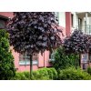Javor mliečny Purple Globe na 200-220 cm kmienku, výška 240-280 cm, kvetináč 25 l Javor mliečny Purple Globe na 200-220 cm kmienku, výška 240-280 cm, kvetináč 25 l