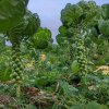 Kel ružičkový Casiopea - Brassica oleracea - semená - 400 ks Kel ružičkový Casiopea - Brassica oleracea - semená - 400 ks