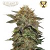 Seedstockers Superior - Fruit Cake 3 ks - semená neobsahujú THC Seedstockers Superior - Fruit Cake 3 ks - semená neobsahujú THC
