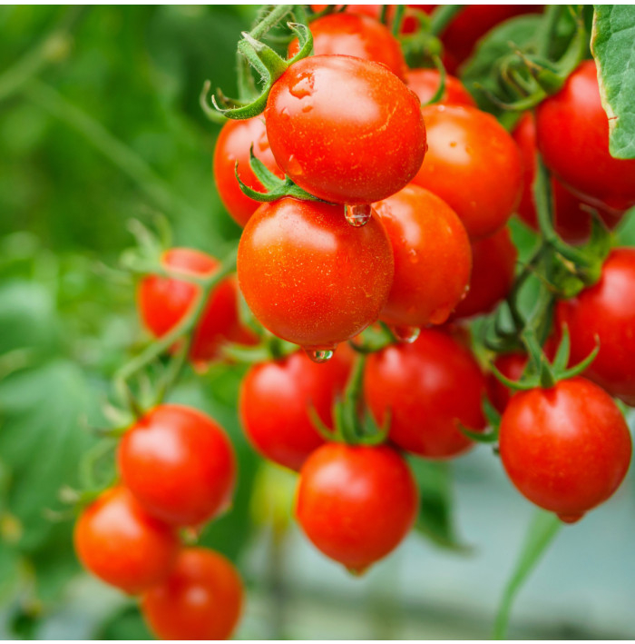 Rajče Sweet Aperitif - Solanum lycopersicum - semená paradajky - 6 ks