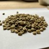 Brazília - Sancoffee | Zelená káva 1 kg Brazília - Sancoffee | Zelená káva 1 kg