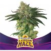 BSF Seeds - Lebron Haze 4 ks - Semená neobsahujú THC BSF Seeds - Lebron Haze 4 ks - Semená neobsahujú THC