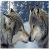 Norimpex Diamantové maľovanie Vlčí súzvuk 30 x 40 cm Norimpex Diamantové maľovanie Vlčí súzvuk 30 x 40 cm