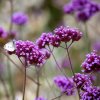 Trvalka železník argentínsky 1l Verbena bonariensis Trvalka železník argentínsky 1l Verbena bonariensis