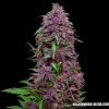 Kalashnikov Seeds - Purple Mazar Auto 5 ks - Semená neobsahujú THC Kalashnikov Seeds - Purple Mazar Auto 5 ks - Semená neobsahujú THC