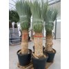 Yucca rostrata s výškou kmeňa 80-90 cm Yucca rostrata s výškou kmeňa 80-90 cm